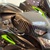 Kawasaki Ninja ZX-10R SE