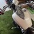 YAMAHA Dragster400Classic
